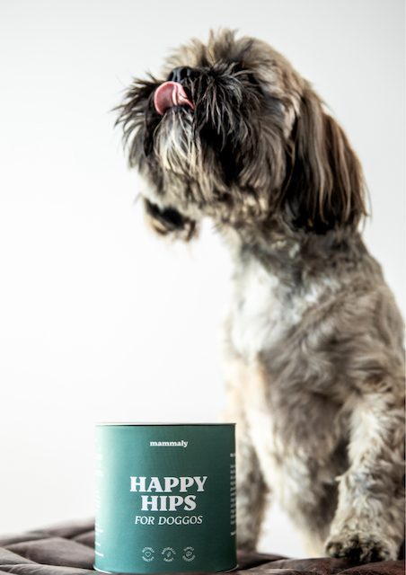 shih-tzu dog looking upwards, licking his lips, with a tub of mammaly treats sitting on his left